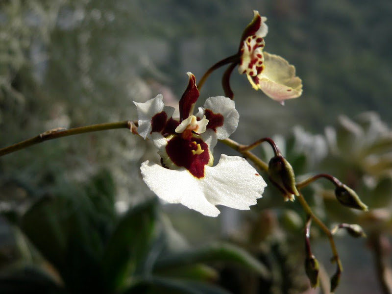 orchid