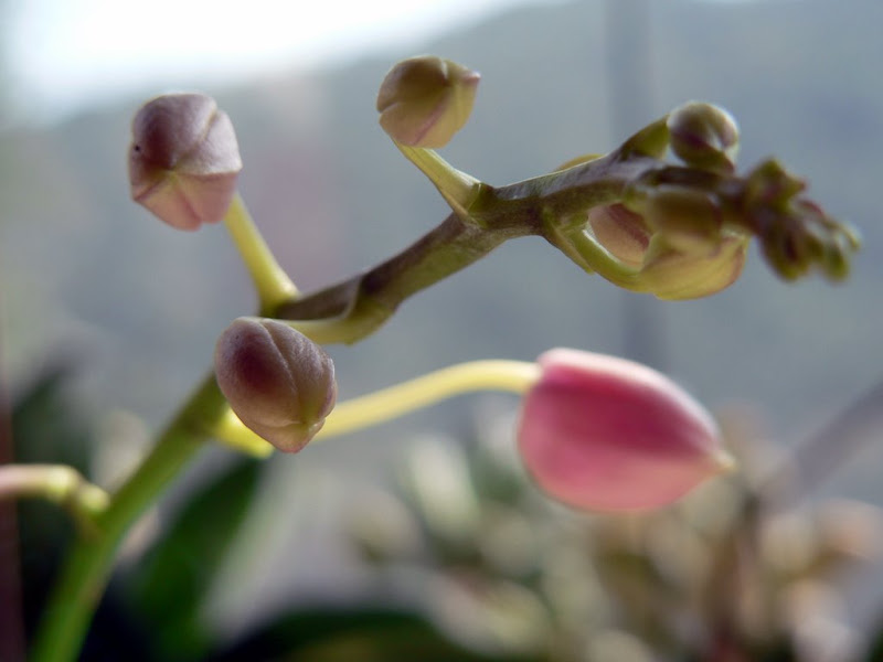 orchid